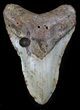 Bargain Megalodon Tooth - North Carolina #37340-1